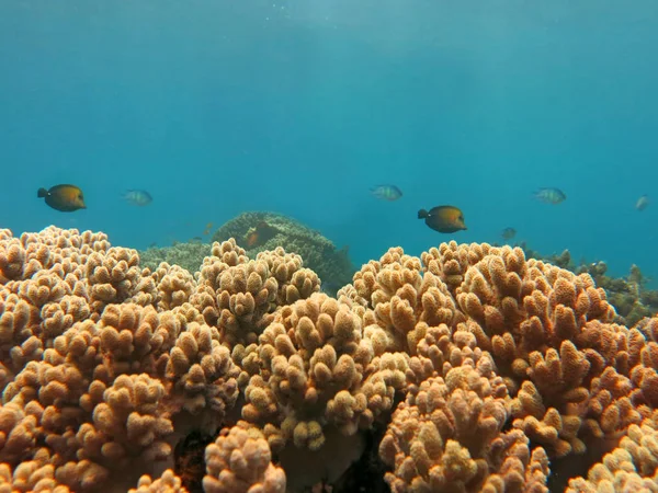 Thriving  coral reef alive with marine life and shoals of fish, — Stock Photo, Image