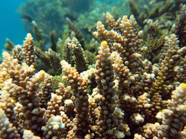 Thriving  coral reef alive with marine life and shoals of fish, — Stock Photo, Image