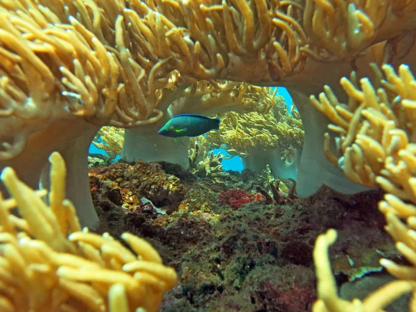 Thriving  coral reef alive with marine life and shoals of fish, — Stock Photo, Image