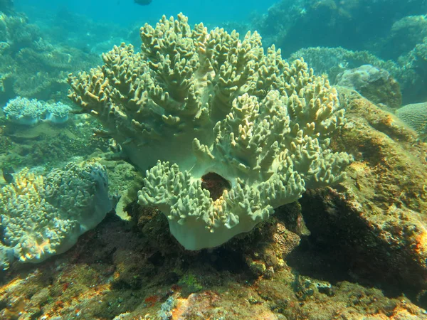 성숙한 산호초 해양 생물과 물고기의 떼와 함께 살아, — 스톡 사진
