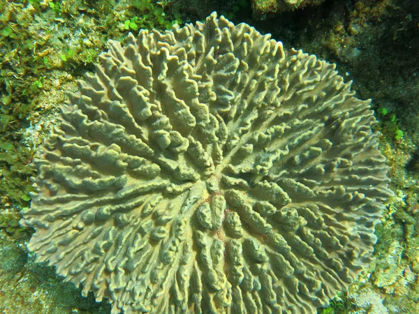 Bloeiende koraal rif leven met zeeleven en ondiepten van vissen, — Stockfoto