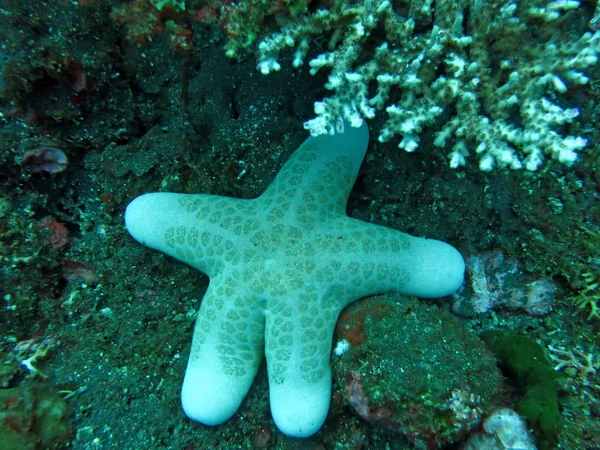 Blomstrande korallrev med marint liv och stim av fiskar, — Stockfoto
