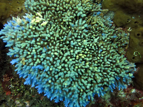 Recifes de corais vivos com vida marinha e cardumes de peixes , — Fotografia de Stock