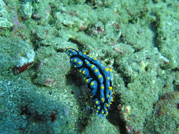 Récif corallien prospère vivant avec la vie marine et des bancs de poissons , — Photo