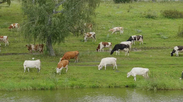 Landscape with a herd of cows in the on coast of the lake — Stock Photo, Image