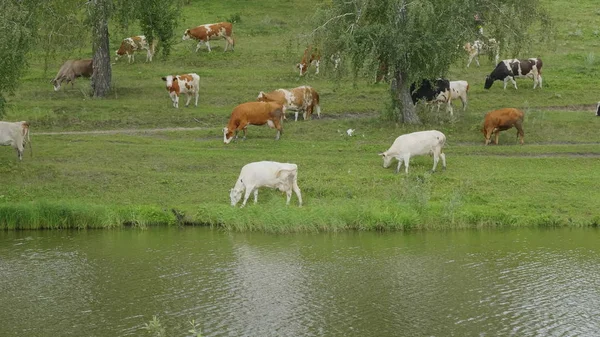 Gölün üzerinde kıyılarında inek sürüsü ile manzara — Stok fotoğraf