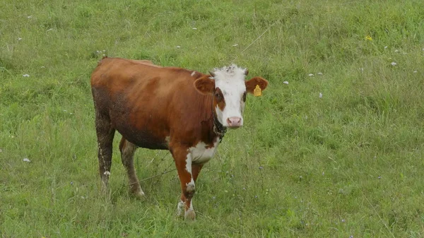 Młody Byk-Calve szarzy na zielonym polu powolny ruch — Zdjęcie stockowe