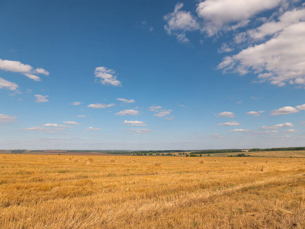 Yellow grain ready for harvest growing in a farm field