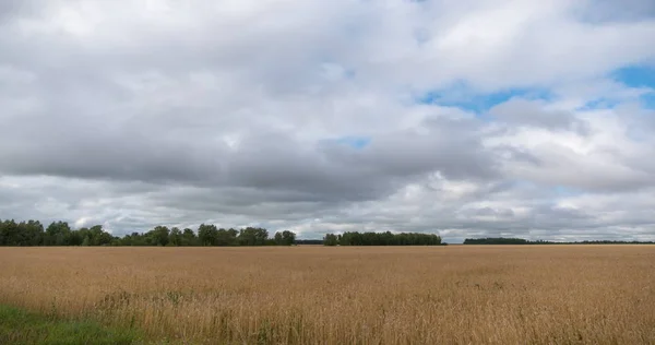 Landschap van tarwe veld bij oogst — Stockfoto