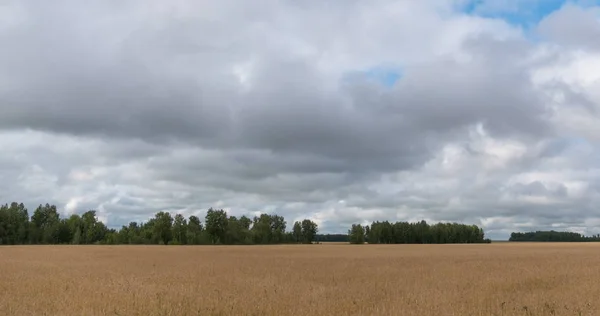 Landschap van tarwe veld bij oogst — Stockfoto