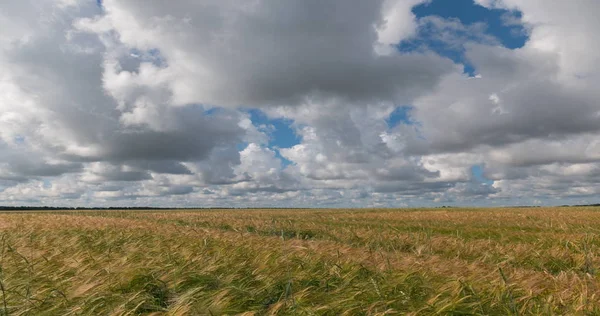 Landschap van tarwe veld bij oogst — Stockfoto