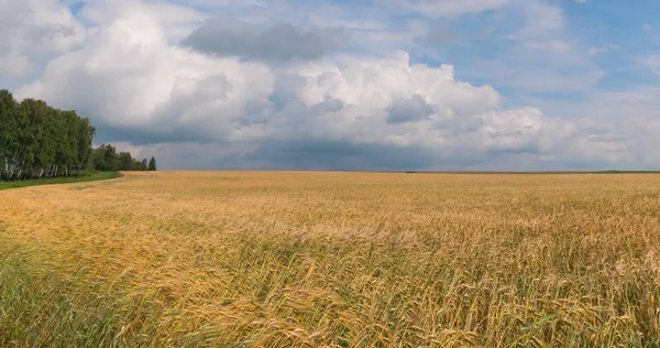 Ландшафт пшеничного поля во время сбора урожая — стоковое фото