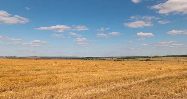 Ландшафт пшеничного поля во время сбора урожая — стоковое фото