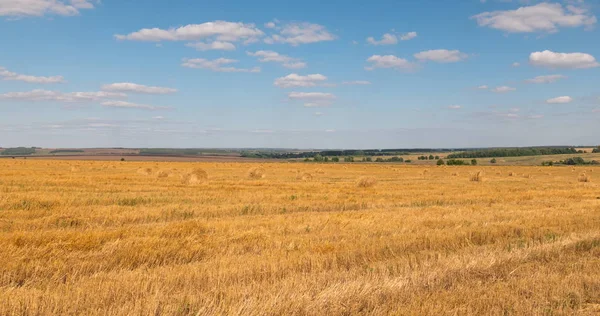 収穫時の小麦畑の風景 — ストック写真