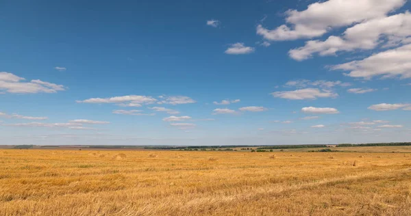 Ландшафт пшеничного поля во время сбора урожая — стоковое фото