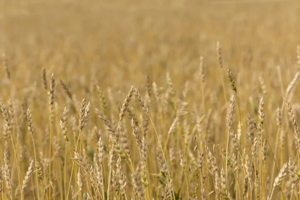 Grão amarelo pronto para a colheita crescendo em um campo de fazenda — Fotografia de Stock