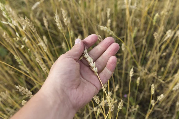 Фермер в поле трогает свои колосья — стоковое фото