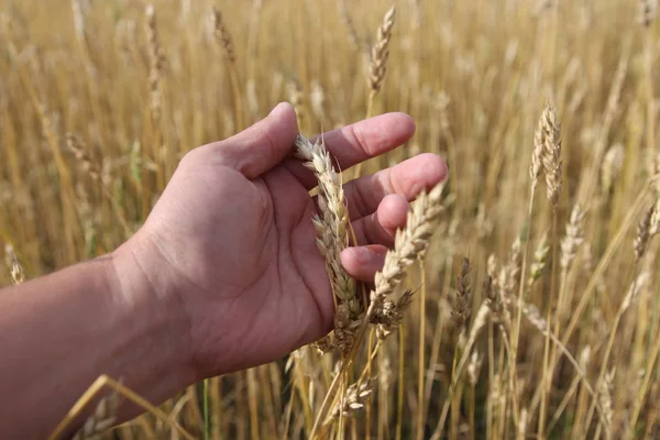 Agricultor en el campo tocando sus espigas de trigo — Foto de Stock