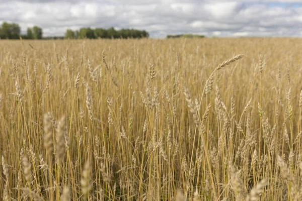 Grano amarillo listo para la cosecha que crece en un campo agrícola — Foto de Stock