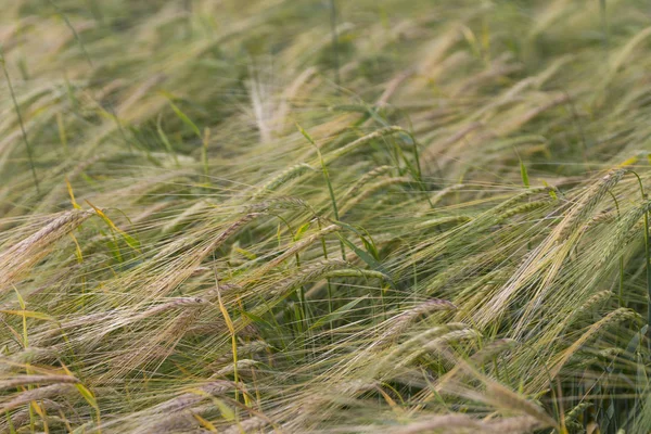 Geel graan dat klaar is om te oogsten op een akkerland — Stockfoto