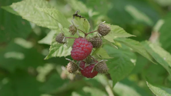 Ripe raspberries on a branch against the background of green leaves — Stock Photo, Image