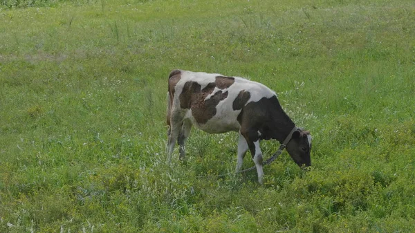 Jonge stier-Calve schaafwonden op het groene veld — Stockfoto