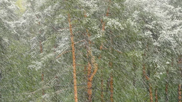 Sneeuwstorm in het dennenbos. — Stockfoto