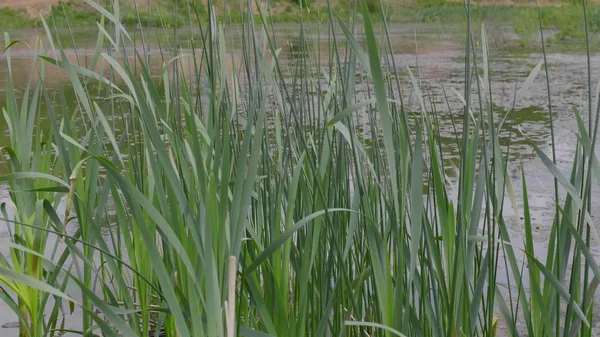 Zone umide con giunco sul lago. Filmati stock UltraHD — Foto Stock