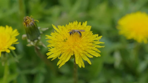 一只蜜蜂在绿色的田野上收集黄色蒲公英花上的花粉 — 图库照片