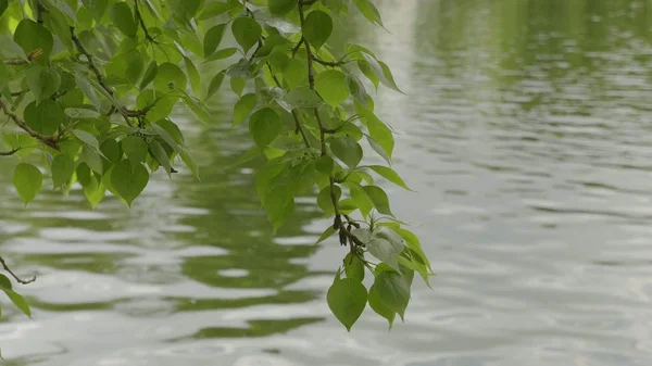 Fond naturel avec des branches de bouleau et de jeunes feuilles brillantes sur le fond de l'eau . — Photo