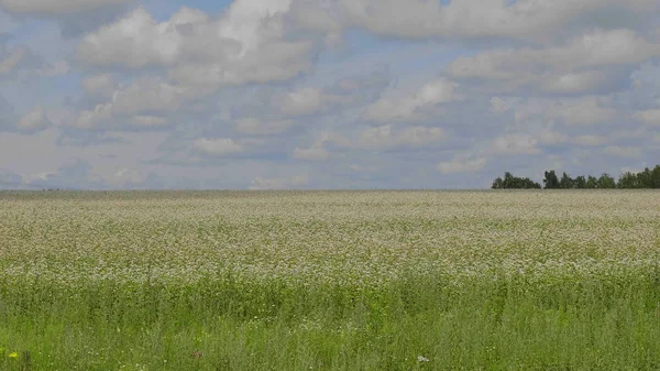 Tarwevelden aan het einde van de zomer volledig rijp — Stockfoto