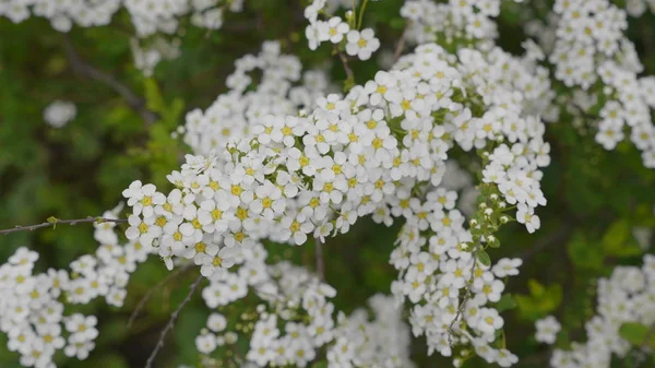 Lente sierkers, witte bloemen close-up. — Stockfoto