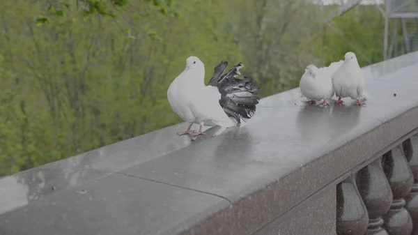 아름다운 흰색 비둘기는 서로 이동. — 스톡 사진