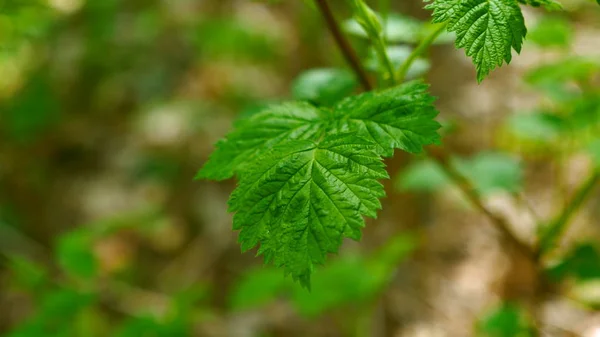 Hallonblad vajande i vinden i vår skogen. — Stockfoto