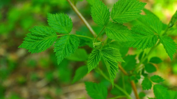 Raspberry leaves swaying in the wind in the spring forest. — Stock Photo, Image