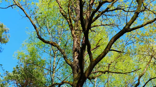 Europejskim lesie mieszanym. Wierzchołki drzew. Patrząc na baldachim. — Zdjęcie stockowe