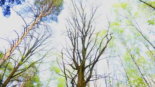 Europeisk blandad skog. Toppar av träden. Titta upp till trädkronorna. — Stockfoto