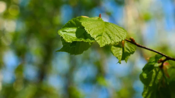 Natur bakgrund med björkgrenar och unga ljusa blad framför dag solen. — Stockfoto