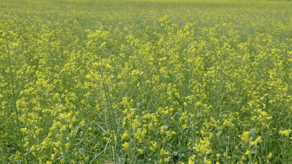 Campo florido de canola amarela no vento — Fotografia de Stock