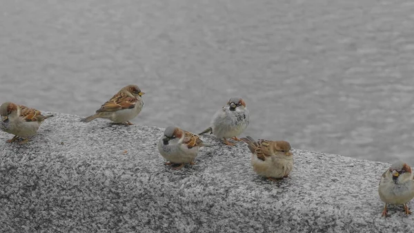 Pequenos pássaros pardais sentados na pedra de concreto — Fotografia de Stock