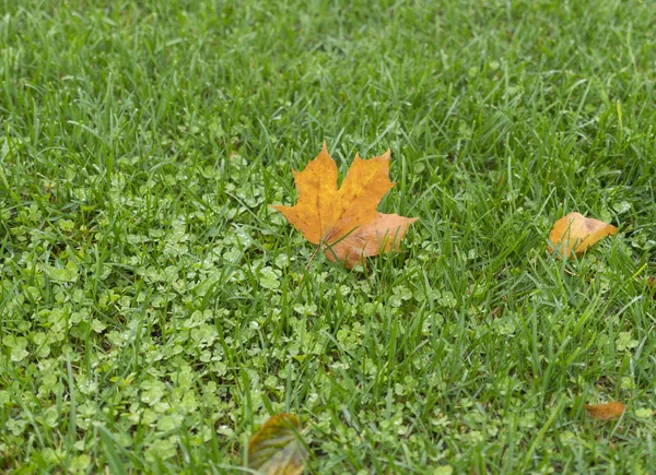 Кленовый лист крупным планом на фоне зеленой травы — стоковое фото