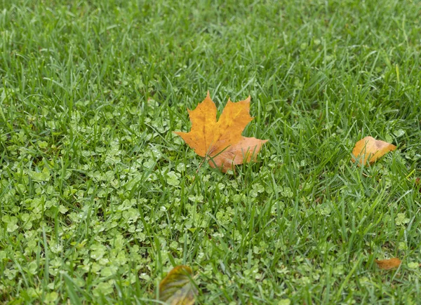 Hoja de primer plano de arce sobre un fondo de hierba verde —  Fotos de Stock