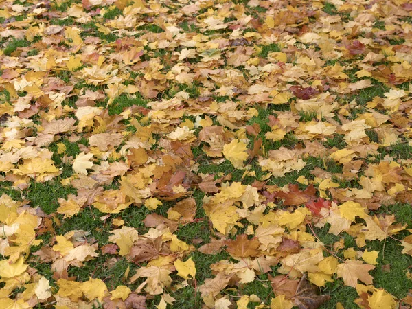 Kleurrijke en heldere achtergrond gemaakt van gevallen herfstbladeren. — Stockfoto