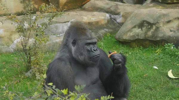 Flachlandgorilla über die epische Pose, seine Probleme zu lösen. — Stockfoto