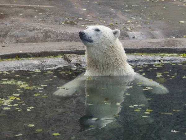 Belo urso polar brincando na água no outono — Fotografia de Stock