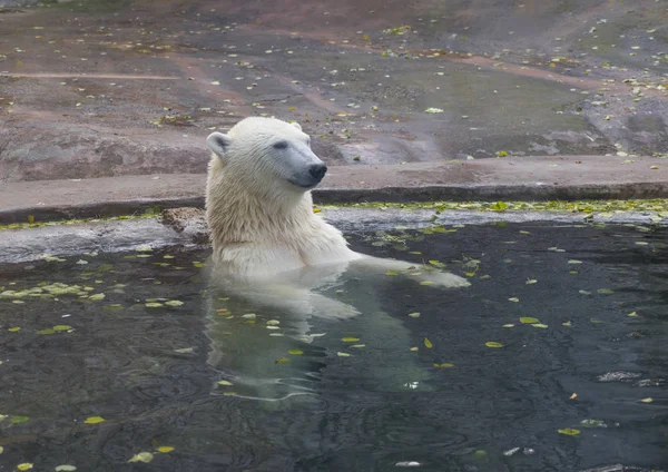 Belo urso polar brincando na água no outono — Fotografia de Stock