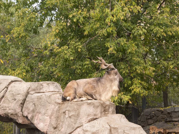 Bighorn sheep ovis canadensis porträtt på berget bakgrunden — Stockfoto