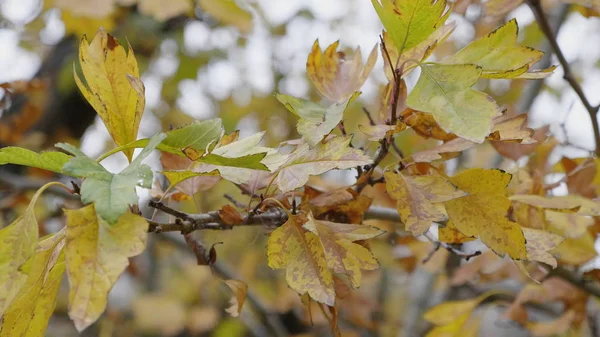 Herbstblätter fallen, natürliche Landschaft — Stockfoto