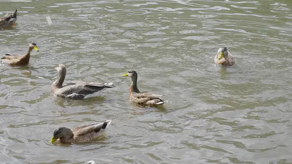 行走中的鸭子漂浮在池塘水中。超高清库存素材 — 图库照片
