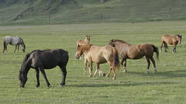 Cavalos com potros pastando em um pasto nas Montanhas Altai — Fotografia de Stock